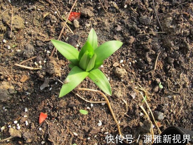 烂根|万能的浇水“神器”,只需一根小吸管,专治各种烂根烂叶!