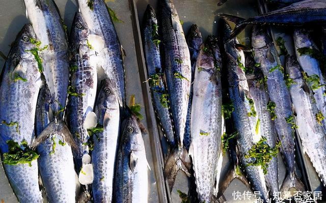 养殖|老渔民:5种鱼,目前无法人工养殖,全是纯野生,便宜又好吃!