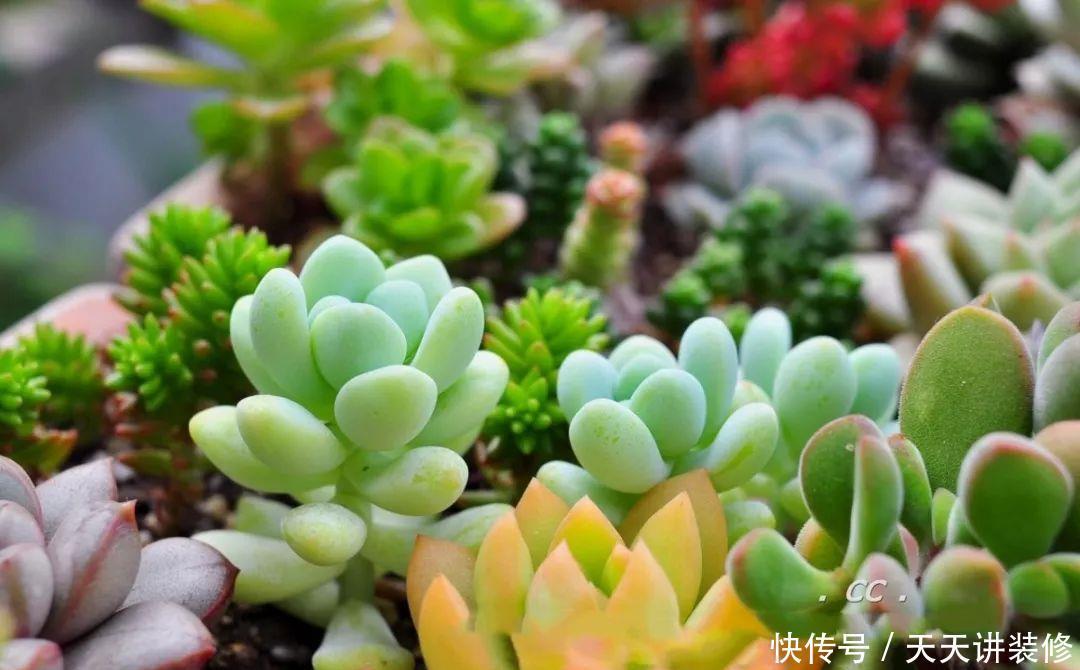 一个盆种了9种花,老妈非说养不好,差点被拔光