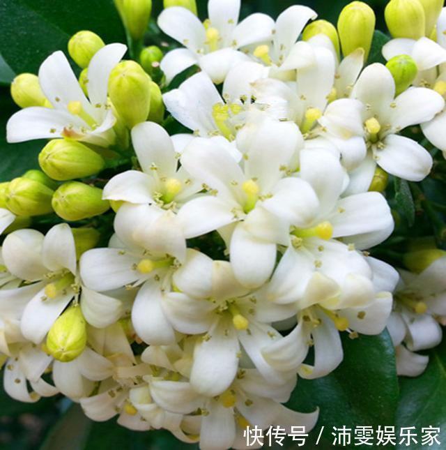 养护|越养越值钱的“树”，客厅养1盆，每年开花100天，比香水好闻