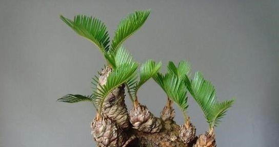 富贵人家爱摆“6种花”，不仅外形美，还越养越值钱，再贵也要买！