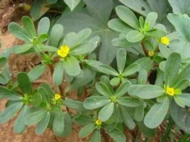 功效|马齿苋居然是“救命”的良药,究竟有哪些功效呢看完果断收藏