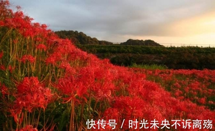 彼岸花的故事，颜色绚丽无比，花语充满彷徨跟追忆