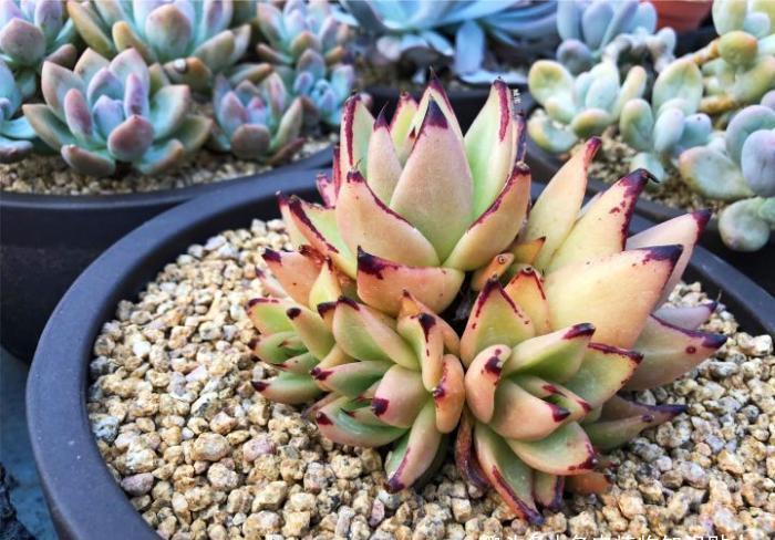 植物|多肉植物为什么会变色?科学家的养肉秘籍,4招教你给多肉上色