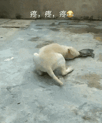 |搞笑GIF:别装了 我知道你就是故意的