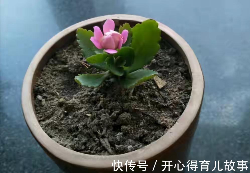 冬天|长寿花有4喜和3怕,冬天养护尤其要注意