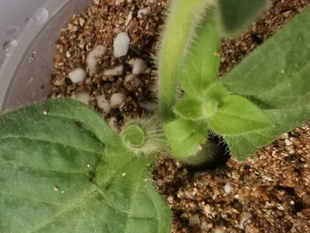 嫩苗|7种花养老桩不好，多扦插、养嫩苗，才能年年开花