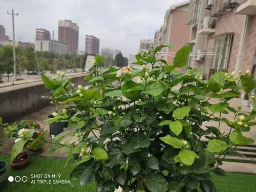 天下第一香，茉莉老树桩，轻松养成茉莉树，高端典雅大盆景