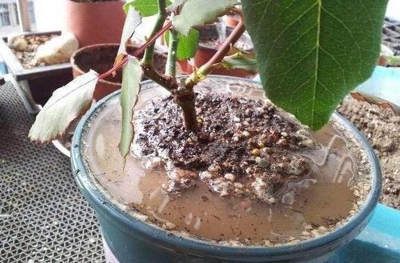 养花土太硬1种“液体”浇盆里!铲不动的土壤,10分钟后变松软