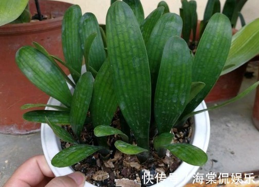 花肥|别再买花肥了,几种垃圾用来养花,花儿疯长不停,省下一大笔钱