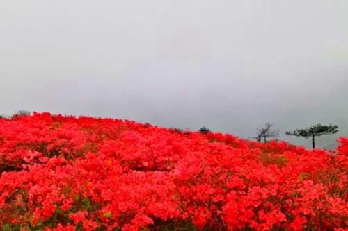 浙江一处适合登山赏花的景点，有10万亩杜鹃花，这里终年云雾缭绕