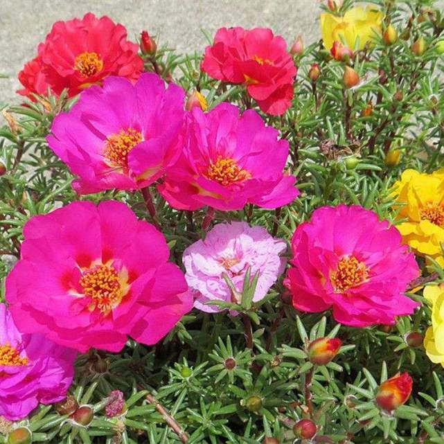 太阳再大也晒不死,夏天养这花,扔阳台就爆盆,花开半年从夏到秋