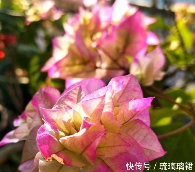 小菊|阳台小,建议养这4种“便宜花”,不占地方!