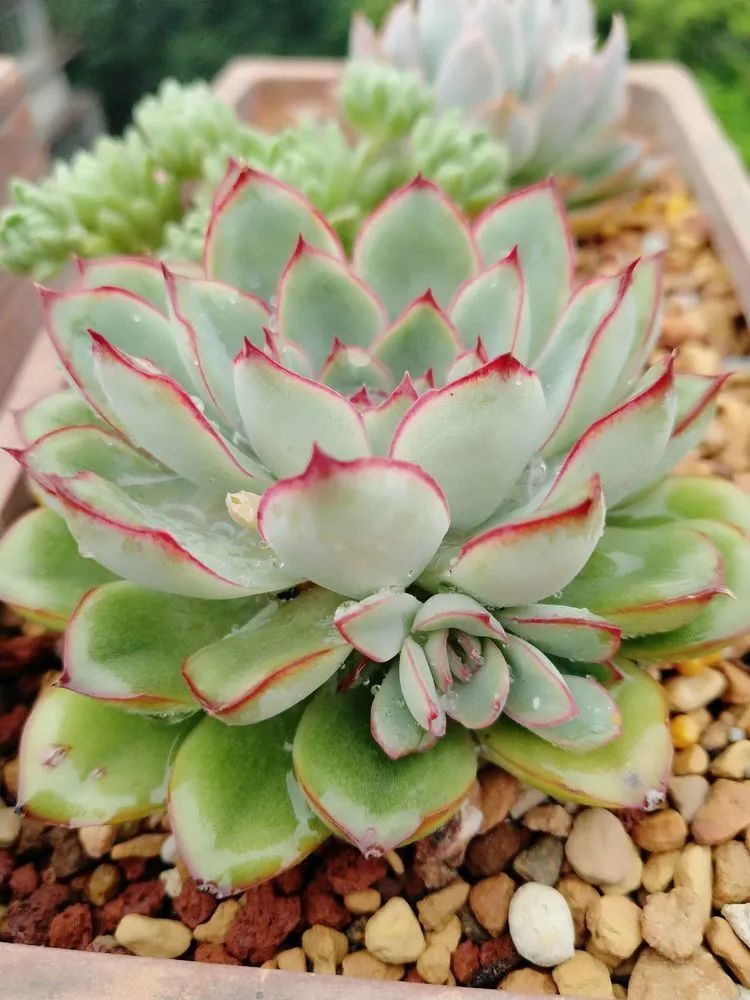 养肉三年，分享养肉经验，谈谈适合逆开挂区的多肉！