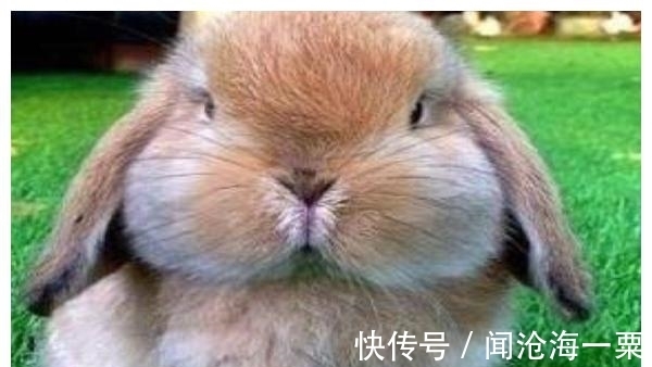 属猪|生肖猪之人的最佳婚配,和哪几个生肖在一起,婚后能白头偕老?