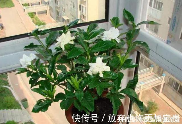 修剪|栀子花买到做3步，让它花全开，花后换盆强修剪，明年照样开爆盆