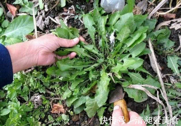 蒲公英|蒲公英泡水喝,药用价值大,那么很多人就会问:可以天天喝吗?