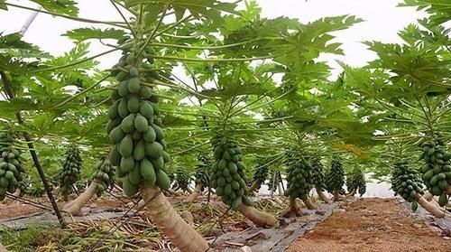 香蕉|每天晚上堅(jiān)持吃3種食物，美容養(yǎng)生、滋潤(rùn)肌膚，早吃早健康！