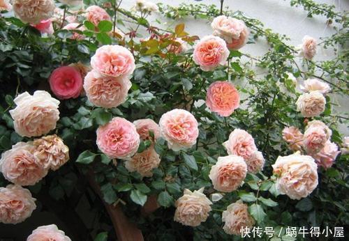 王妃|4种耐热耐晒的经典月季，可藤可灌，多季节有花赏，值得拥有