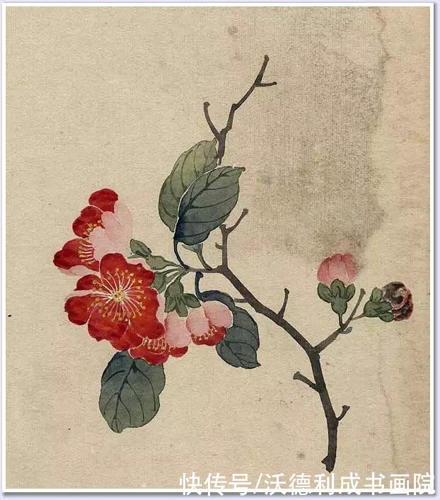 画菊|没骨百花图欣赏，美到骨子里