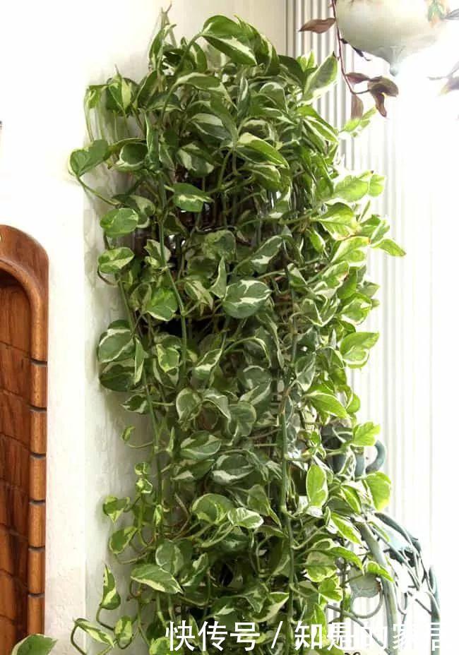 养花|12种净化空气非常棒的室内绿植,养花新手都养不死的植物