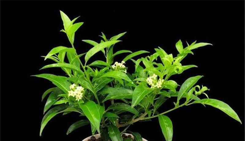 家里养夜来香的好处