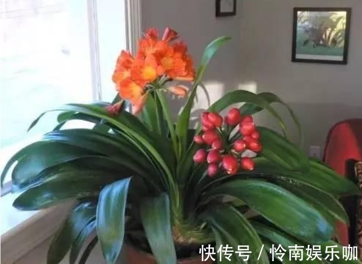 君子兰这样养，一年开花多次，掌握方法很重要！