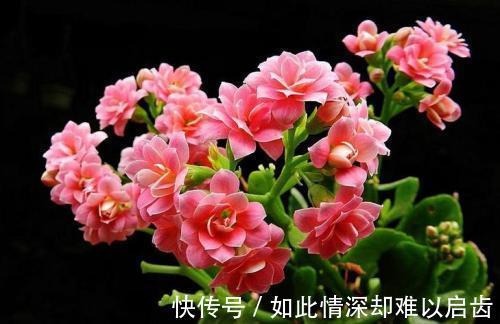 夏天养长寿花有3忌,做好了不黄叶不烂根,开花长势旺,安全度夏