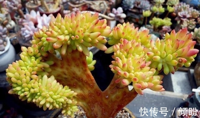 颗粒土养多肉,能养出好状态?小白最容易吃亏,状态跟土没关系