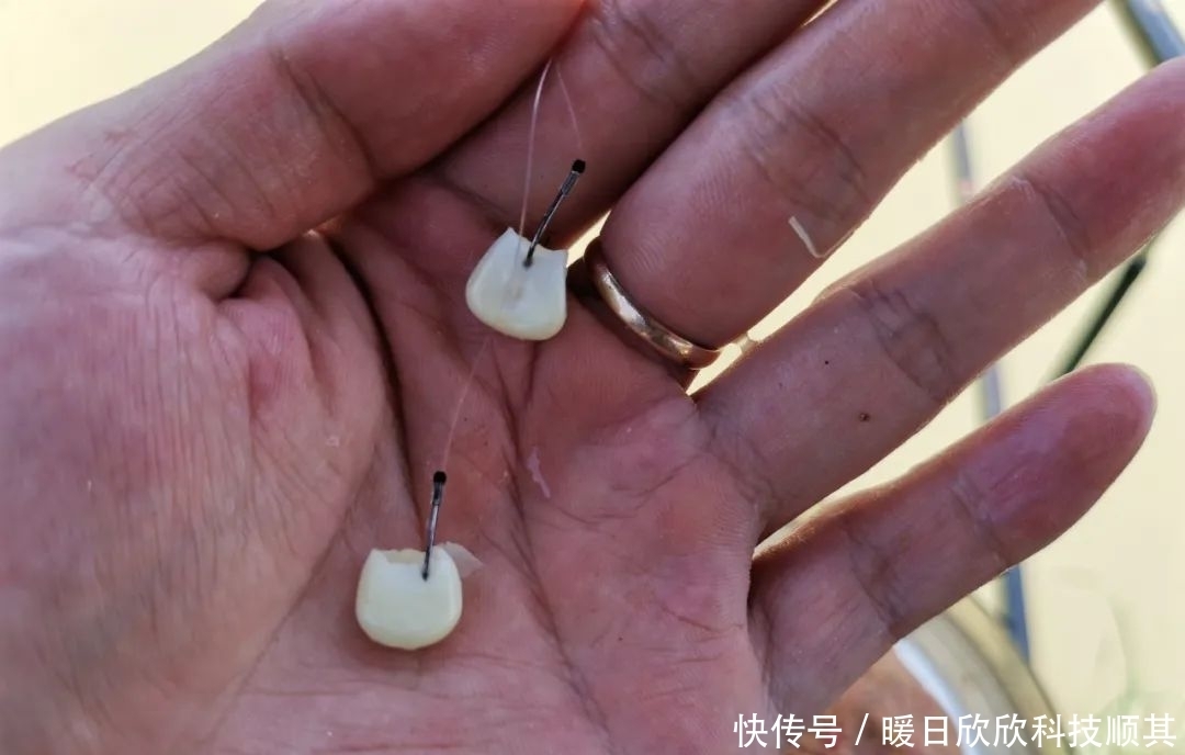 钩型|玉米如何挂钩命中率更高?挂钩方法并不重要,鱼钩才是重点!