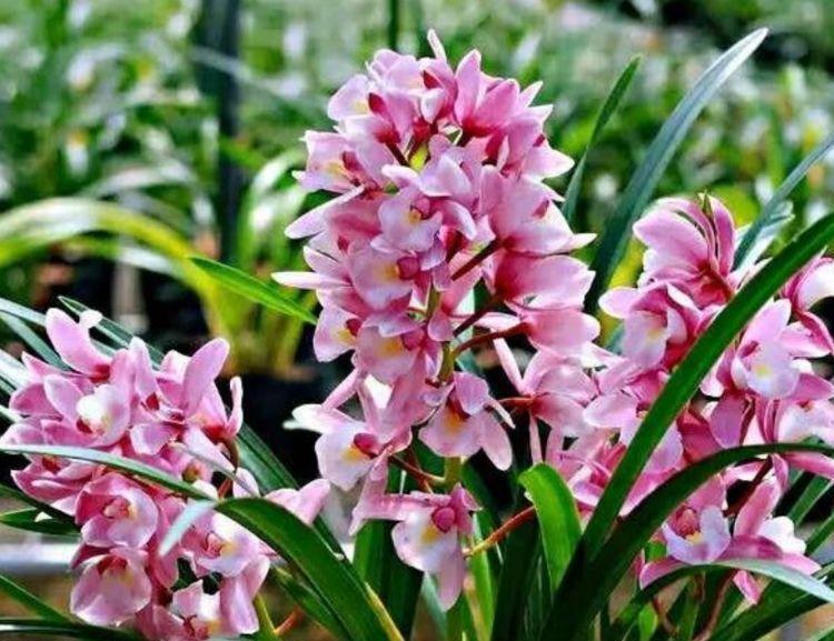 阳台上|谁见了都喜欢的4种花,好养又漂亮,花香四溢飘满屋,美爆了