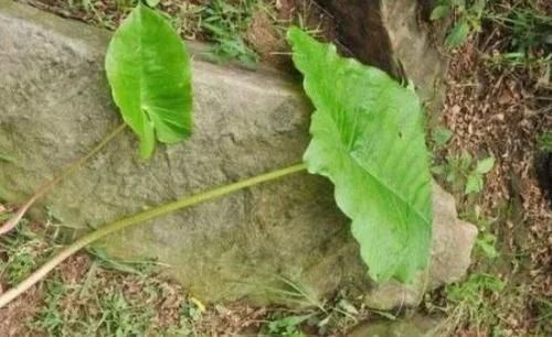 山林里生长的野草,块茎很珍贵称为“白附子”,其实还能用来祛斑