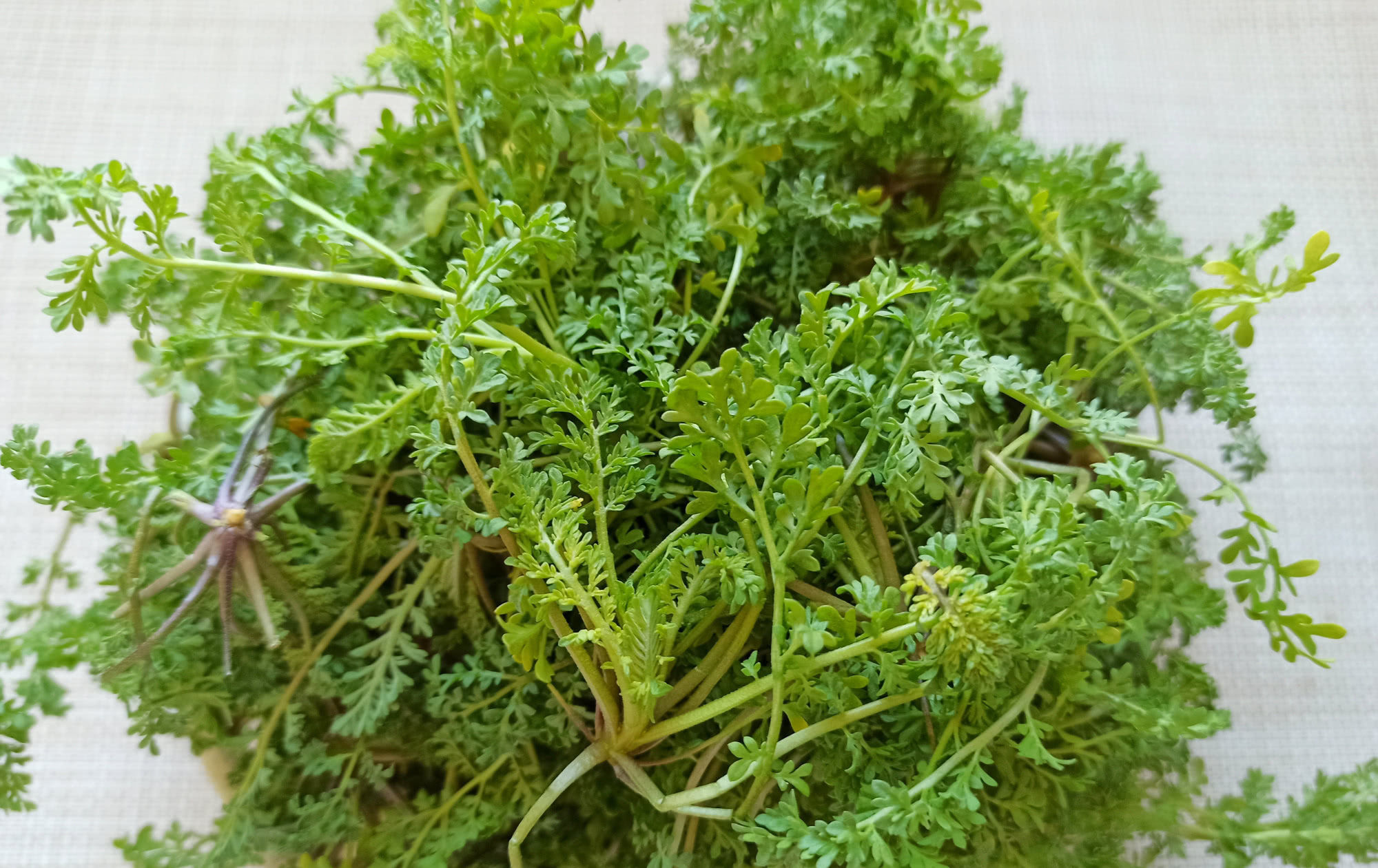 麦蒿|春天的野菜我只认它,做成饺子馅真香,鲜嫩多汁,城里人很少吃过