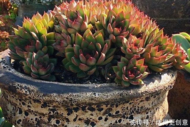 一个盆种一棵多肉好,还是拼盘好记住一点,壮又美,长爆盆!