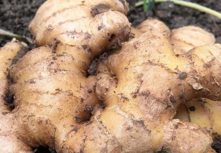 醫(yī)生警告：生姜去皮和不去皮，功效是完全相反，你清楚原因嗎？