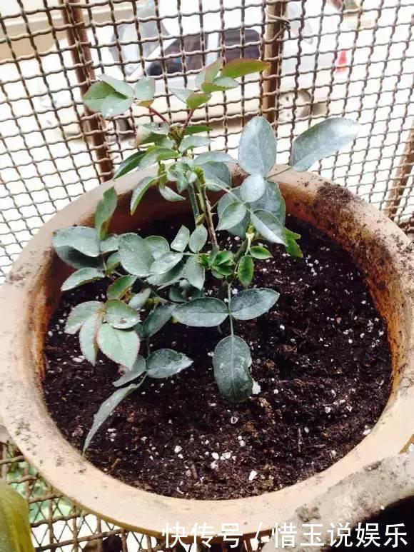夏季换盆一时爽,“方法”错了,换完花卉死翘翘
