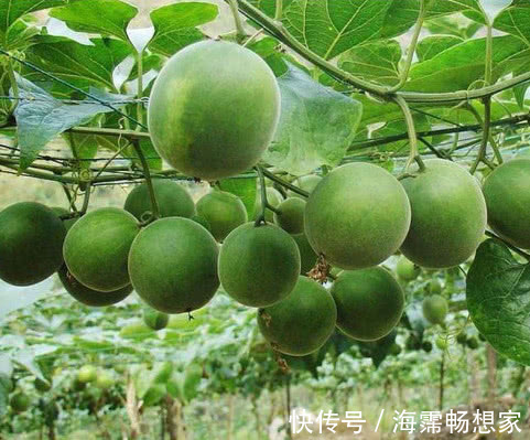 止咳祛痰|天然的“止咳王”找到了,常用此果煮水喝,止咳祛痰,胜过止咳药