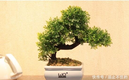 盆景十大名贵树种,你认识几种!