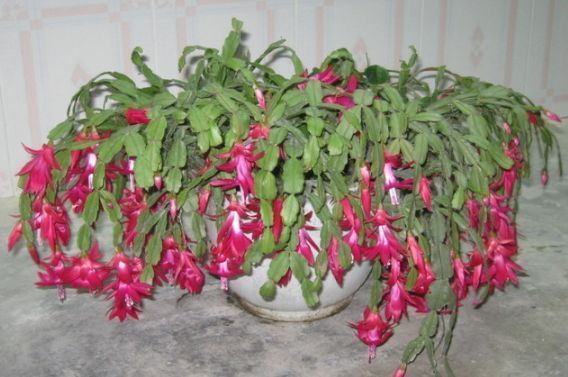 蟹爪兰花谢了不用丢，坚持这个小动作，不但重获生机还花开不断