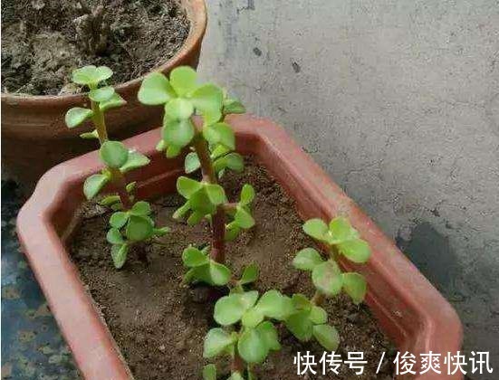 马齿苋树|养金枝玉叶,一个小技巧,盆栽变成漂亮盆景,叶绿枝多姿态优美