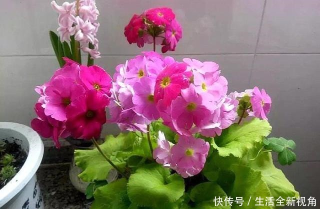 4月逛花市，就买这4种花，便宜、好看，新手都能养！