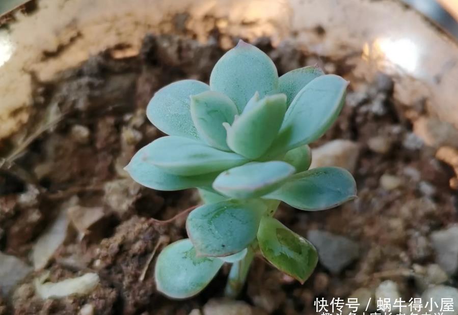 牙签|多肉叶插苗8个月了还跟牙签一样,怎么才能让它长粗和长好看呢?