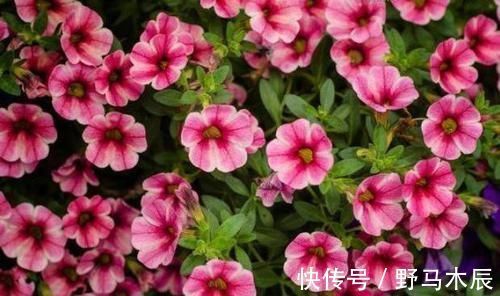 花姿|庭院选这几款花，花姿妖娆，盛开时繁花似锦，花色美轮美奂