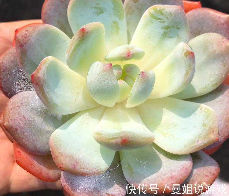 多肉徒长永远的痛,如何告别徒长,让您的多肉美美哒