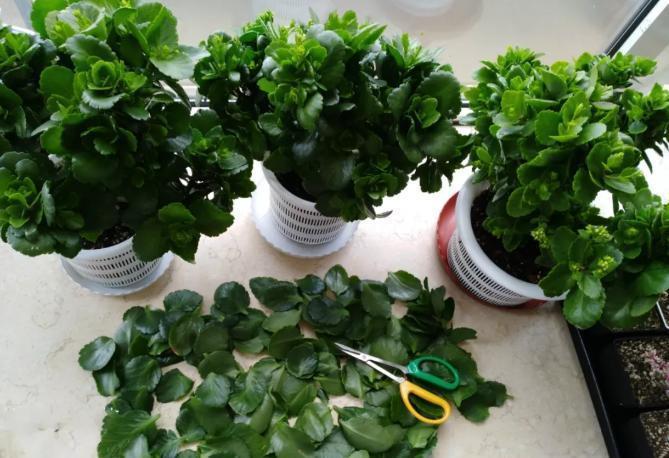 秋季|立秋后养花，该掌握住哪些技巧？明确这些，植物长势更旺