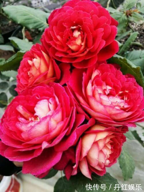 月季花朵品种多,这两种花很独特,易养且美艳