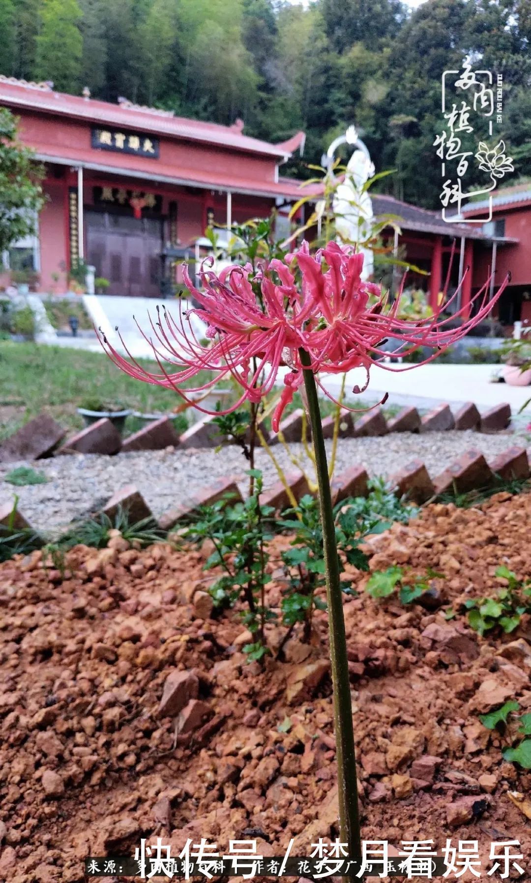 为了爱情|为了爱情来到陌生城市,偶遇多肉,地老天荒的爱恋!