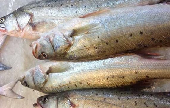 今天才知道，海鲈鱼和淡水鲈鱼差别这么大，选对了才肉嫩味美