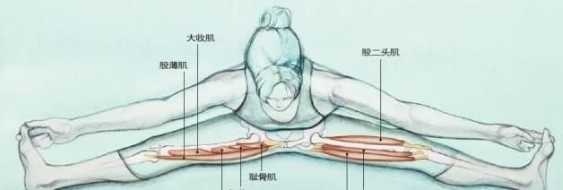 肌群|瑜伽坐角式,改进骨盆地区血液轮回,对女性大有裨益