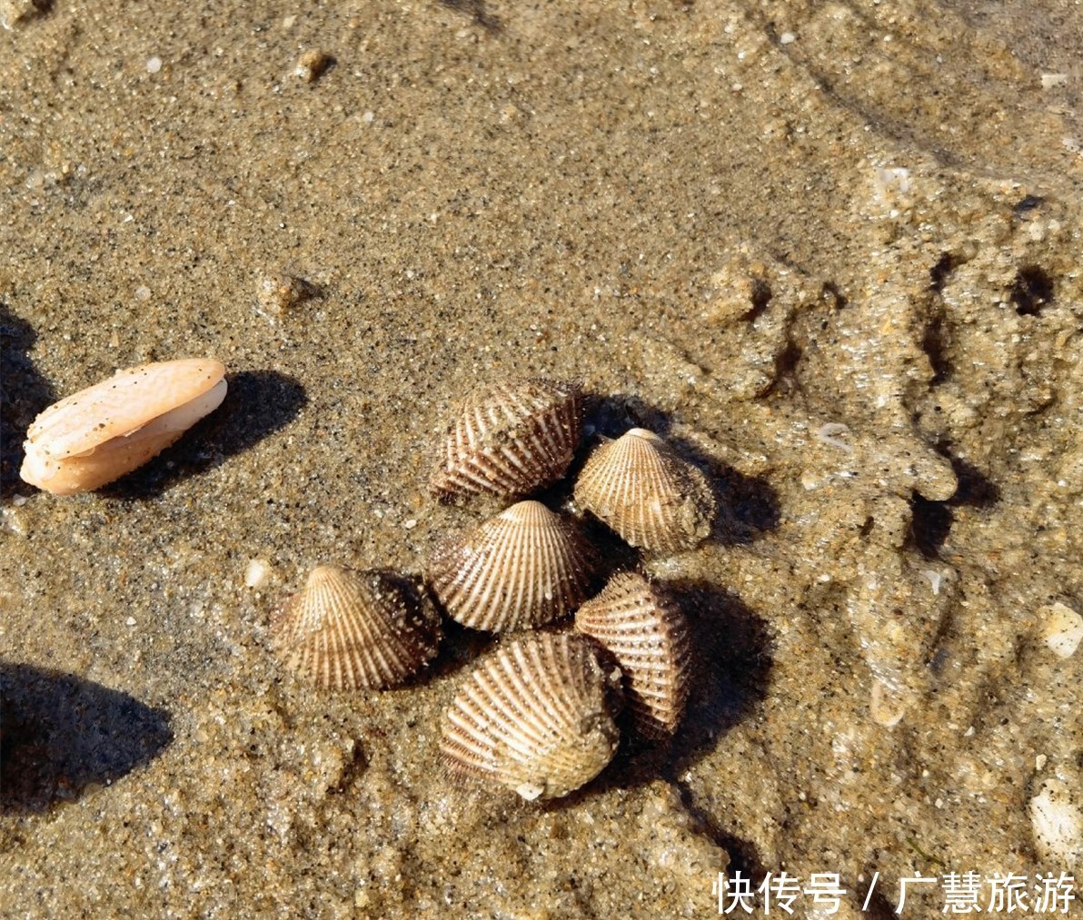 日照赶海公园大盘点，收费免费的都有，不同优势与特点等你来挑选